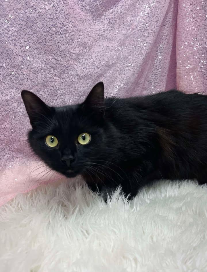 Enlarge Juniper, a Adoptable Domestic Medium Hair in Clarkesville, GA image 1/1