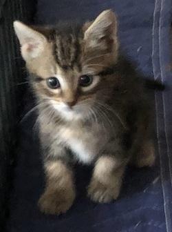 Enlarge Mother Hubbard's Kittens Group Two, a Adoptable mixed breed in Raleigh, NC image 2/5