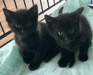 Enlarge Mother Hubbard's Kittens Group Two, a Adoptable mixed breed in Raleigh, NC image 3/5