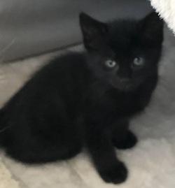 Enlarge Mother Hubbard's Kittens Group Two, a Adoptable mixed breed in Raleigh, NC image 4/5