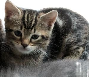 Enlarge Mother Hubbard's Kittens Group Two, a Adoptable mixed breed in Raleigh, NC image 1/5