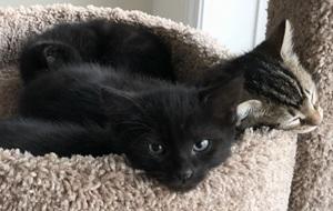 Enlarge Mother Hubbard's Kittens Group Two, a Adoptable mixed breed in Raleigh, NC image 5/5