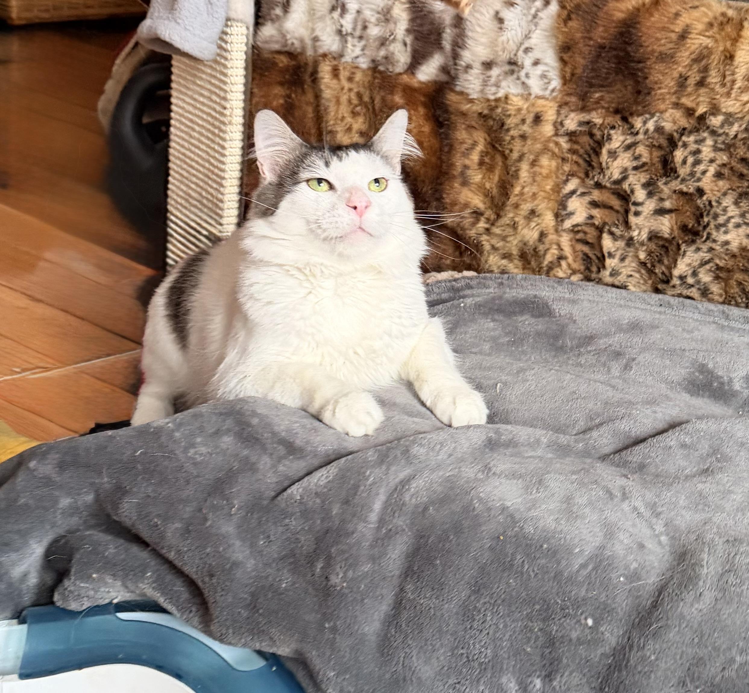 Enlarge Samson, a ADOPTABLE mixed breed in New York, NY image 3/6