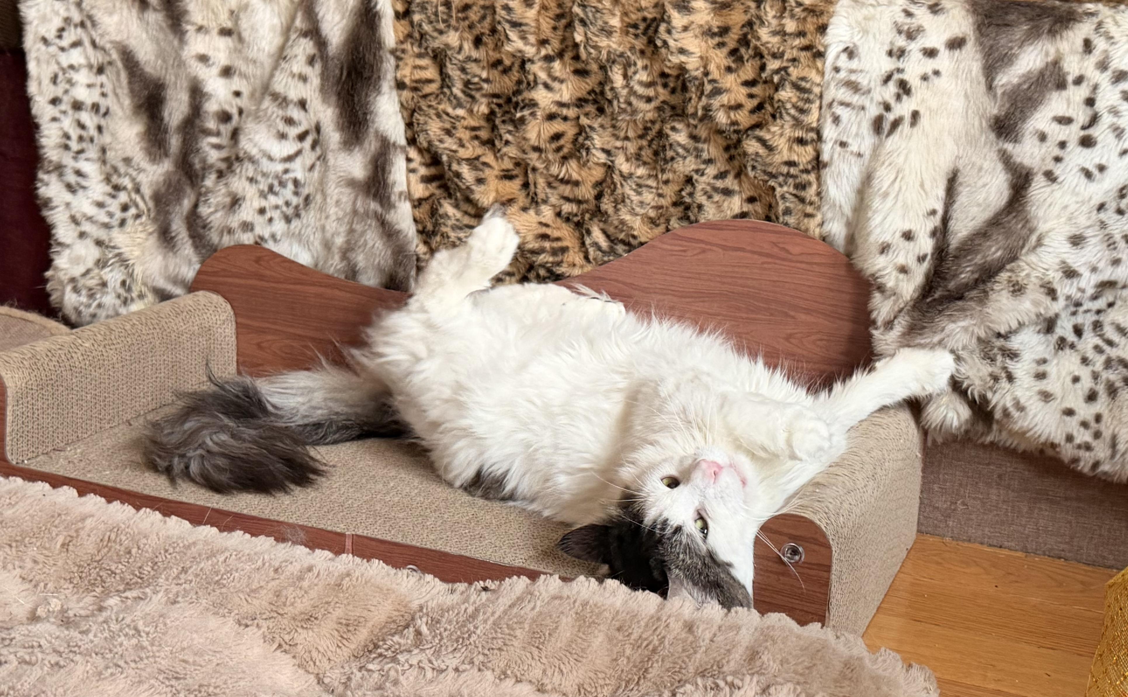 Samson, adoptable, Adult Male Domestic Medium Hair & Maine Coon.