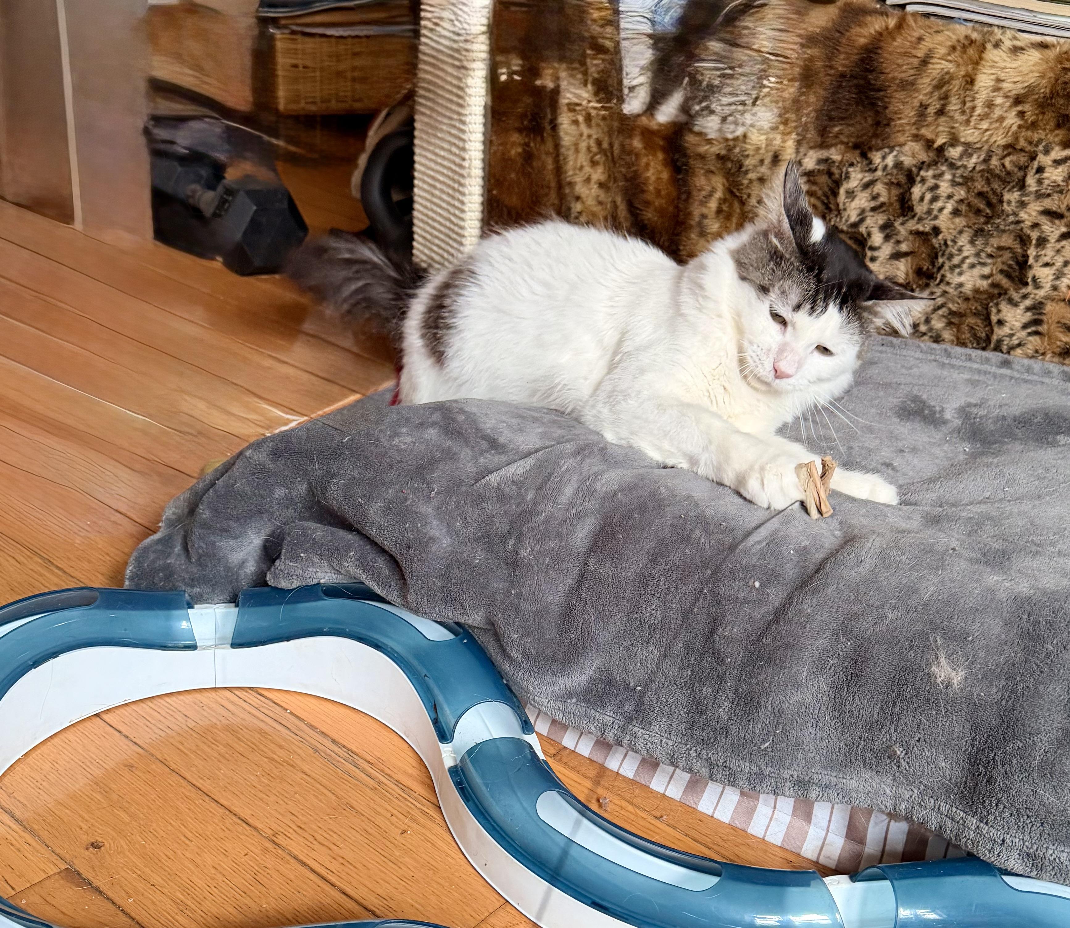 Enlarge Samson, a ADOPTABLE mixed breed in New York, NY image 6/6