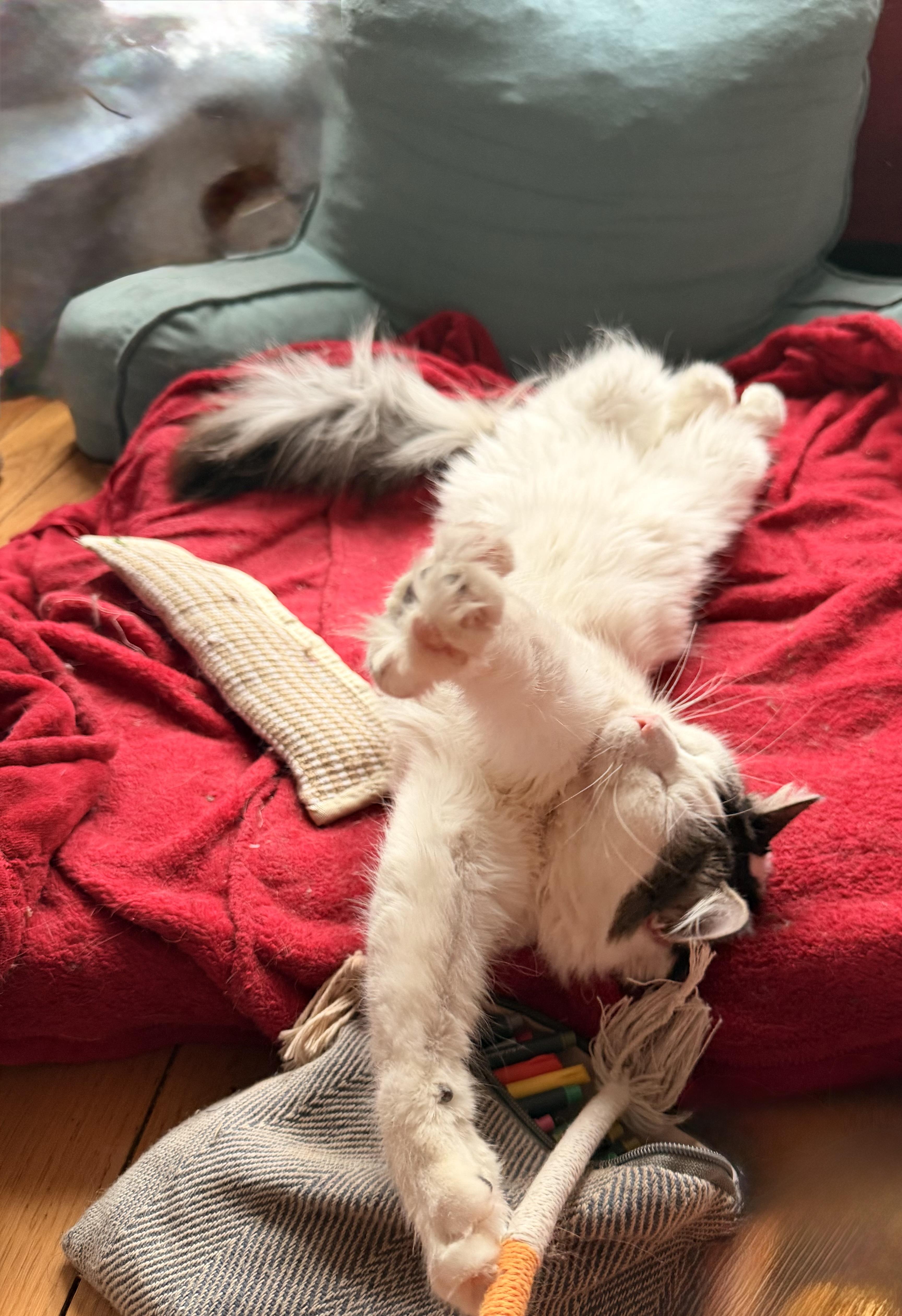 Enlarge Samson, an adoptable mixed breed in New York, NY image 4/6