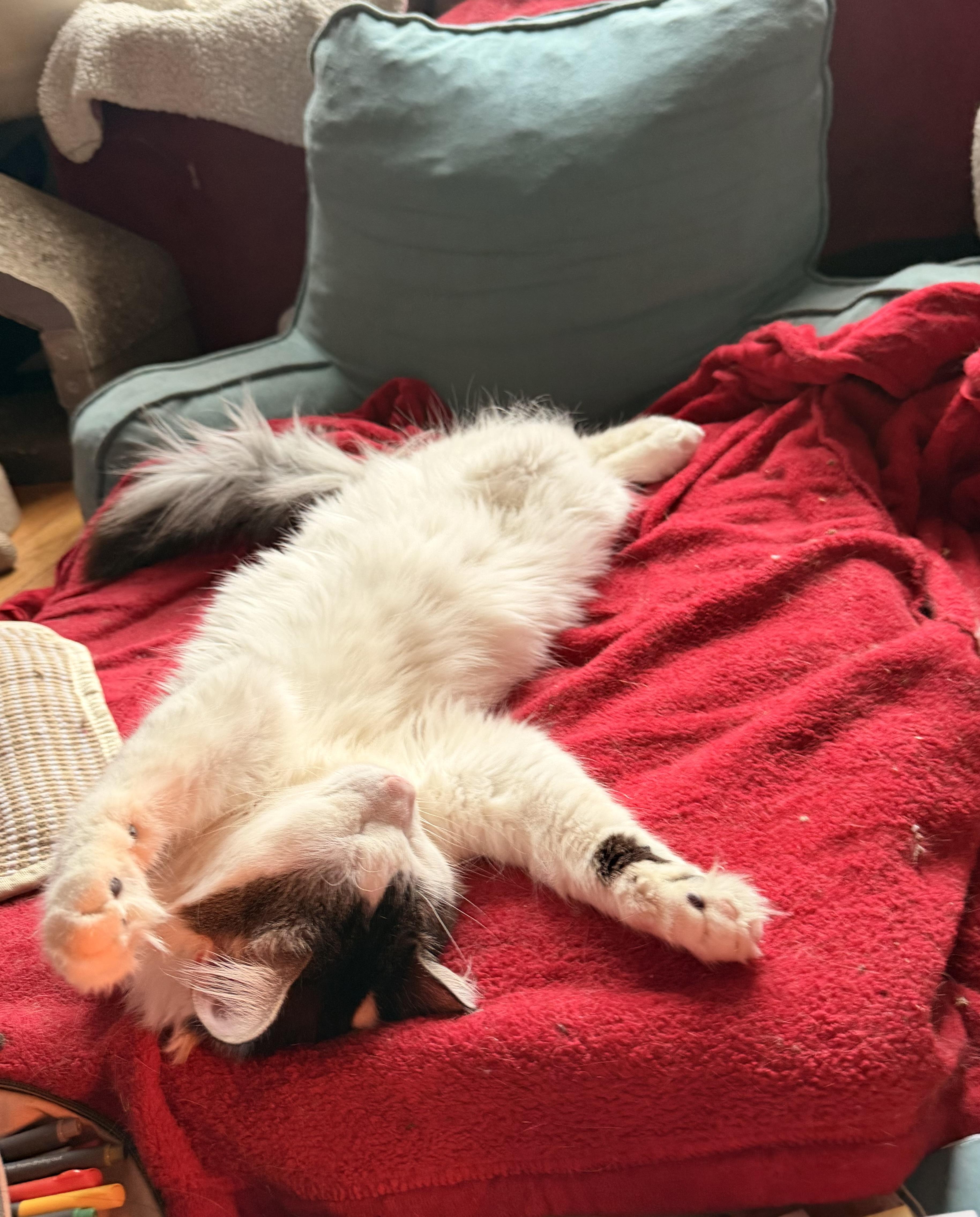 Enlarge Samson, an adoptable mixed breed in New York, NY image 2/6