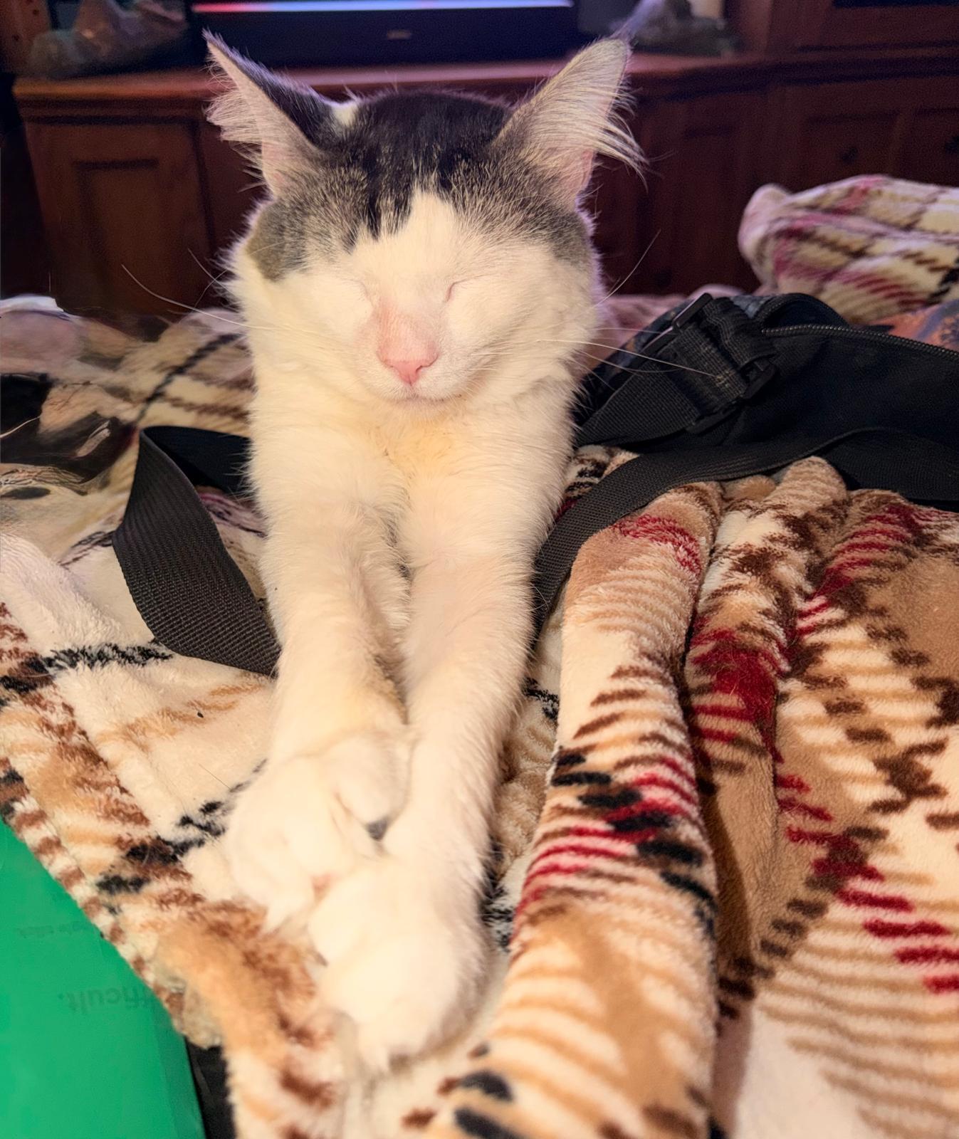 Sampson, a ADOPTABLE mixed breed in New York, NY image 2/4