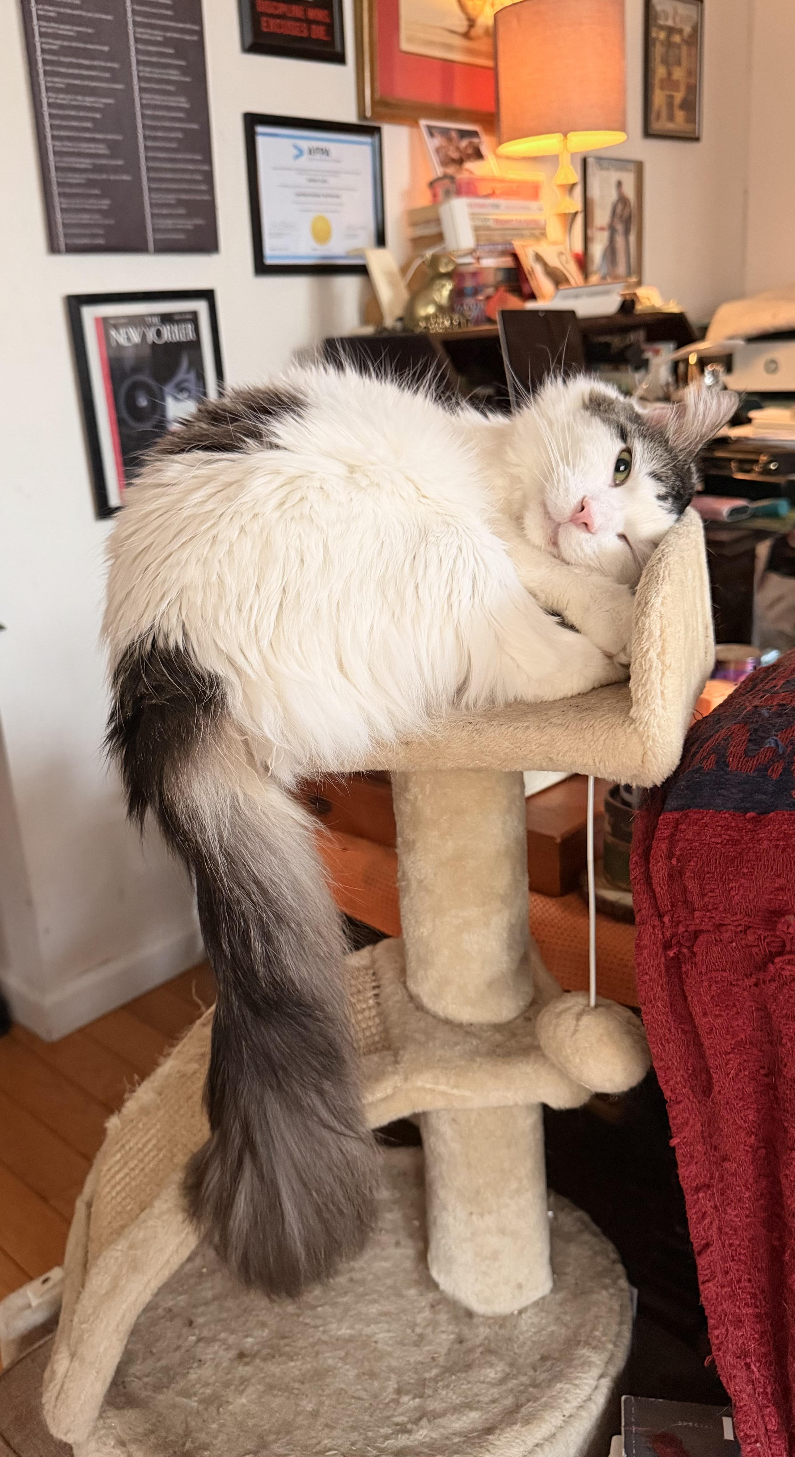 Enlarge Samson, an adoptable mixed breed in New York, NY image 5/6