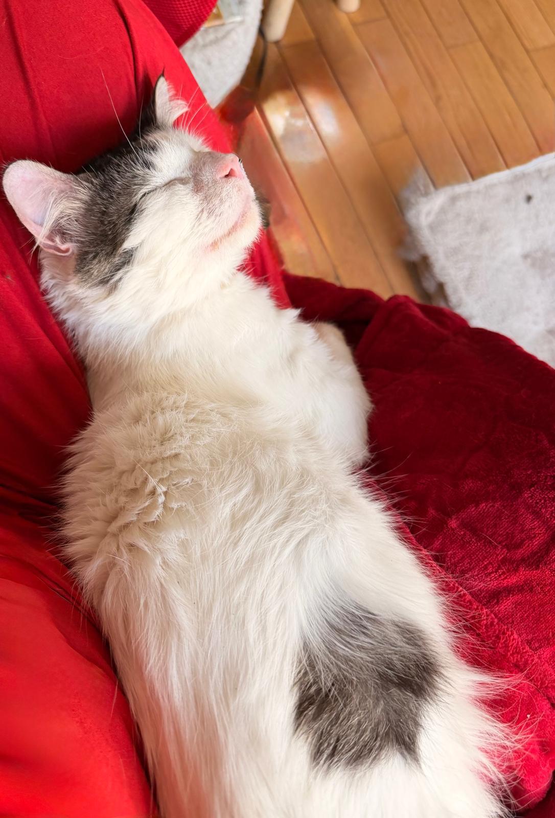 Samson, ADOPTABLE, Adult Male Domestic Medium Hair & Maine Coon.