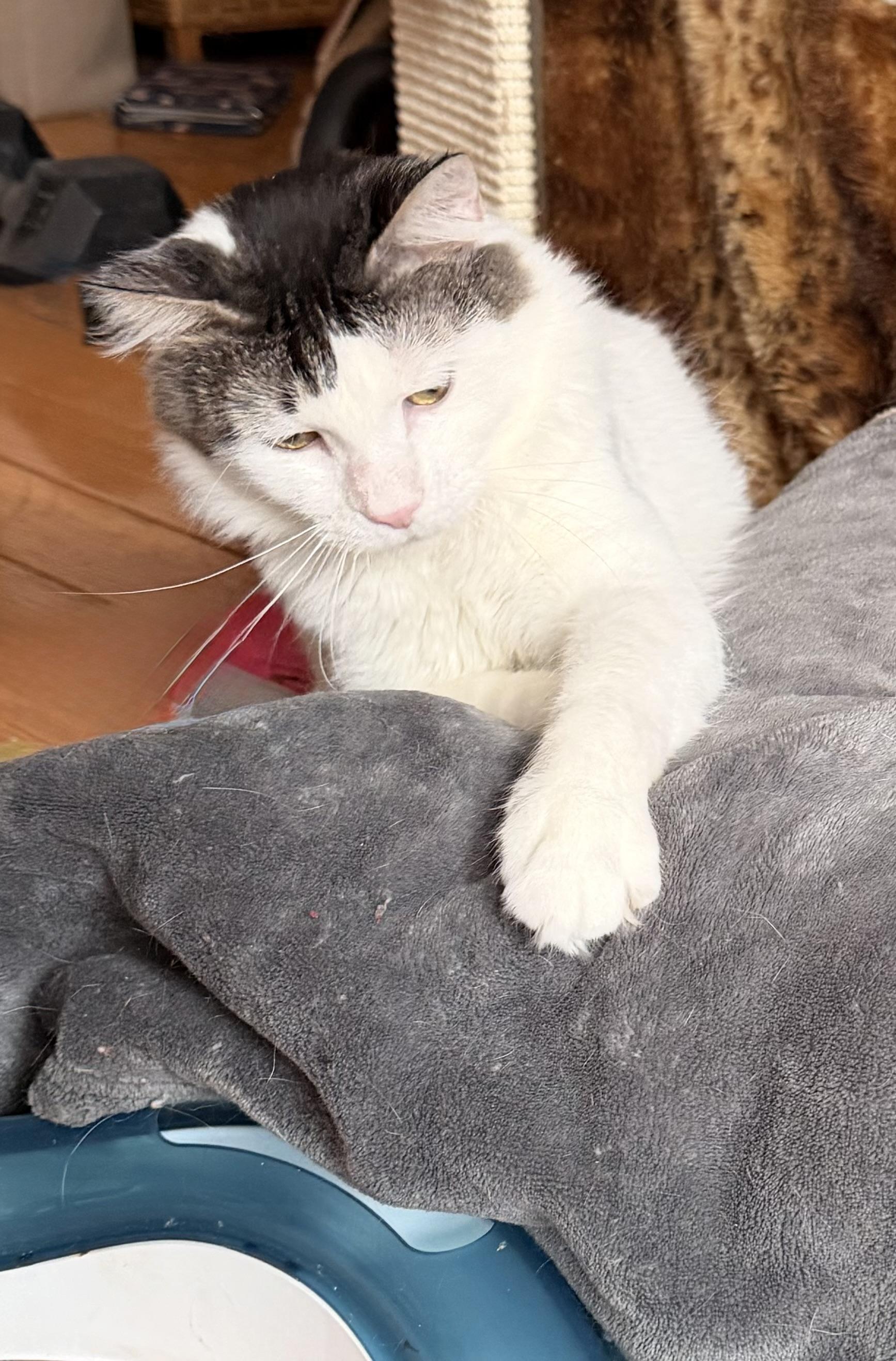 Enlarge Samson, a ADOPTABLE mixed breed in New York, NY image 2/6