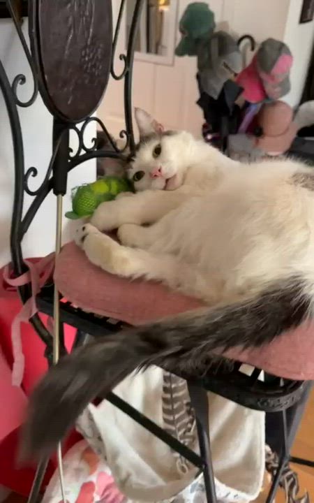 Enlarge Sampson, a ADOPTABLE mixed breed in New York, NY video 4/4