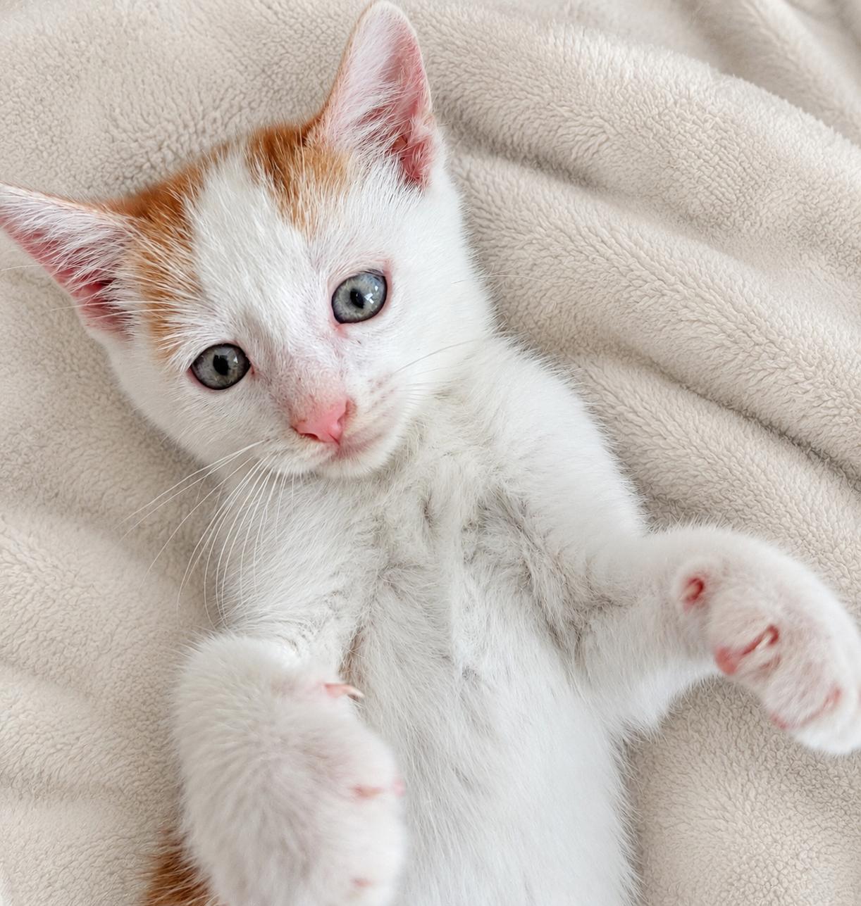 Tuck n Roll, adopted, Kitten Male Domestic Short Hair.