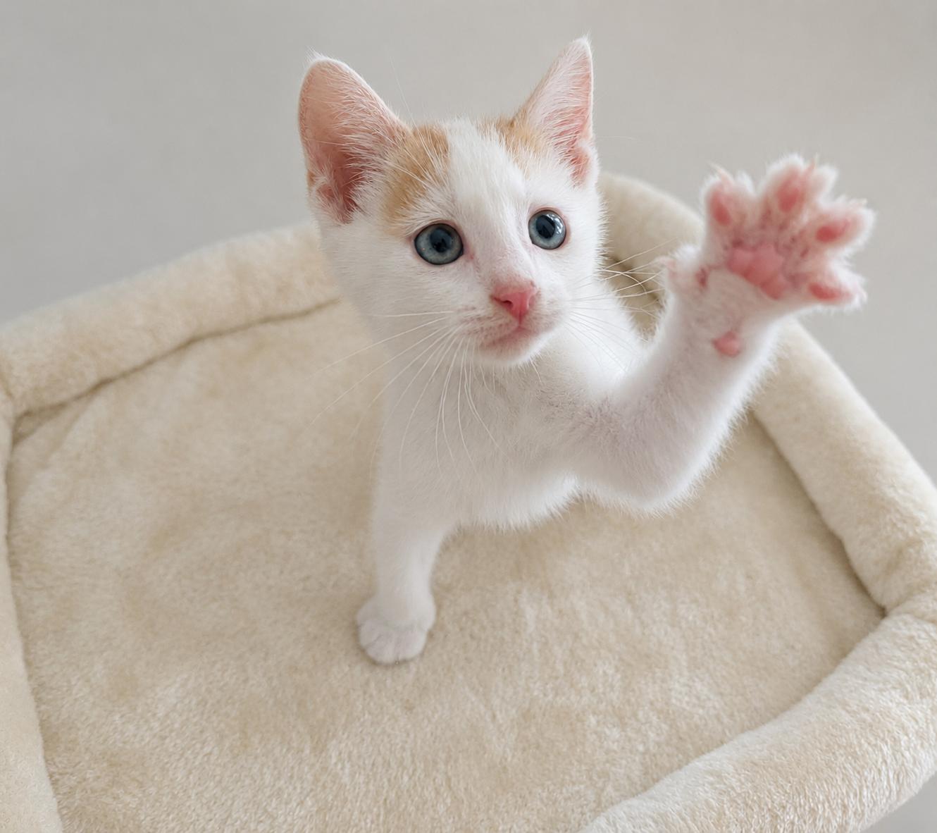 Tuck n Roll, an adopted Domestic Short Hair in Malden, MA image 4/4