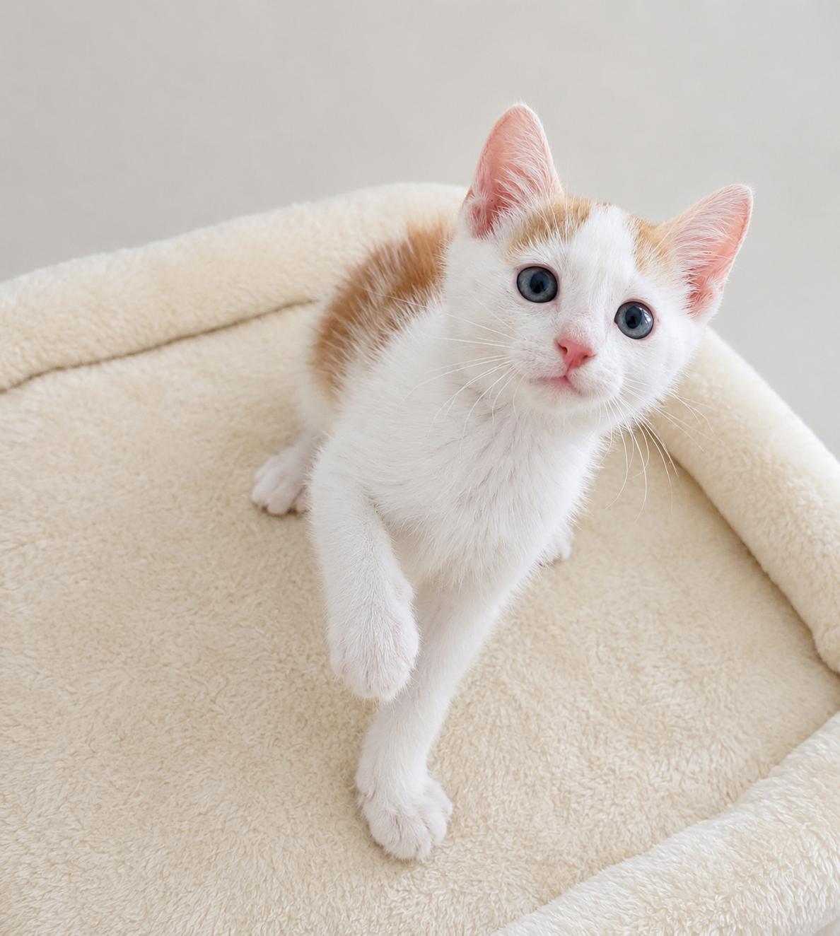 Tuck n Roll, an adopted Domestic Short Hair in Malden, MA image 3/4