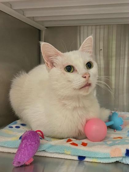 Enlarge Spirit, a Adoptable Domestic Short Hair in Twinsburg, OH image 1/1