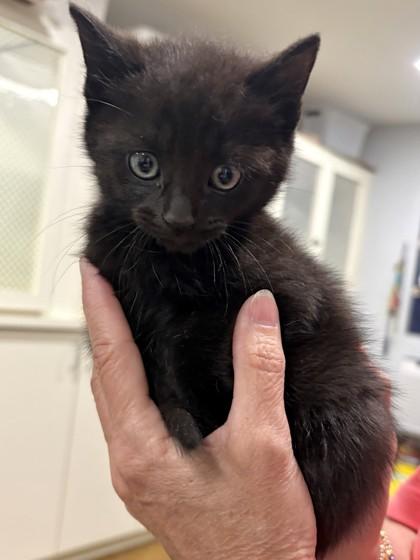 Deltoid at PetSmart in Athens, GA, adoptable, Kitten Male Domestic Short Hair.