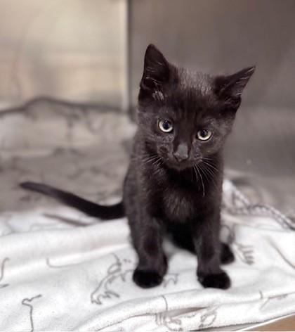 Deltoid at PetSmart in Athens, GA, an adoptable Domestic Short Hair in Bishop, GA image 2/2