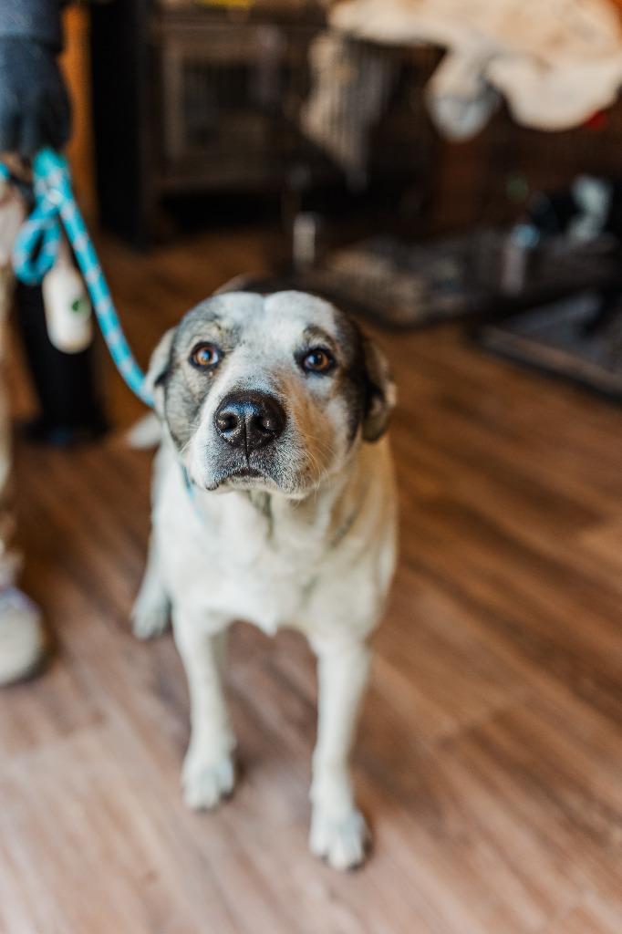Garth, Adoptable, Young Male Mixed Breed.