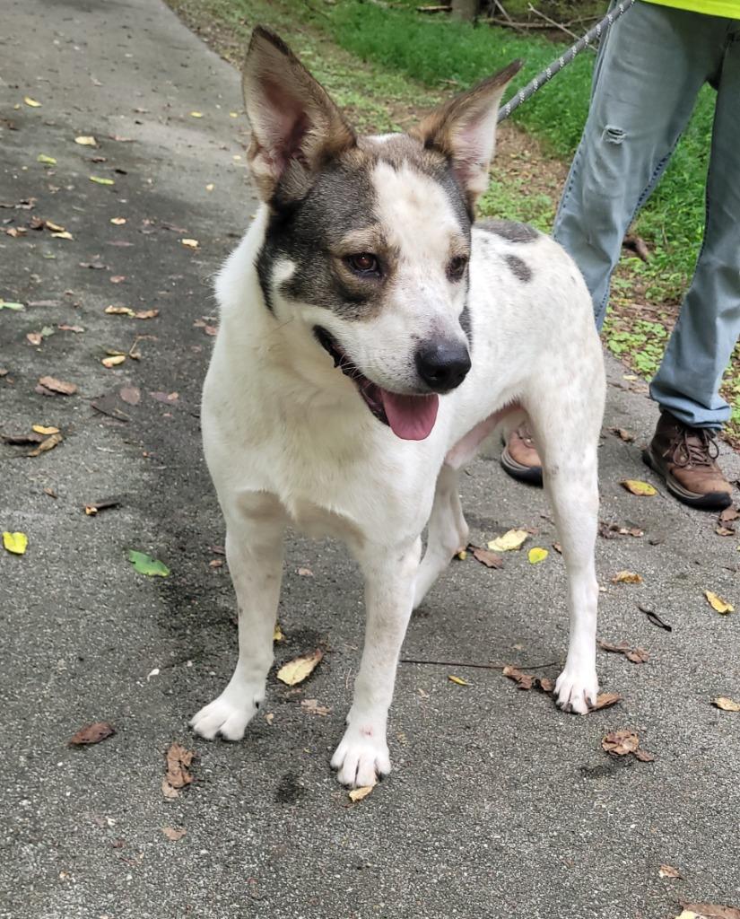 Enlarge Garth, a Adoptable mixed breed in Lawrenceburg, TN image 2/4