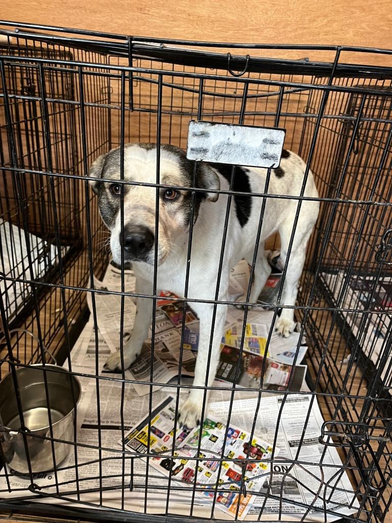 Enlarge Garth, a Adoptable mixed breed in Lawrenceburg, TN image 3/4