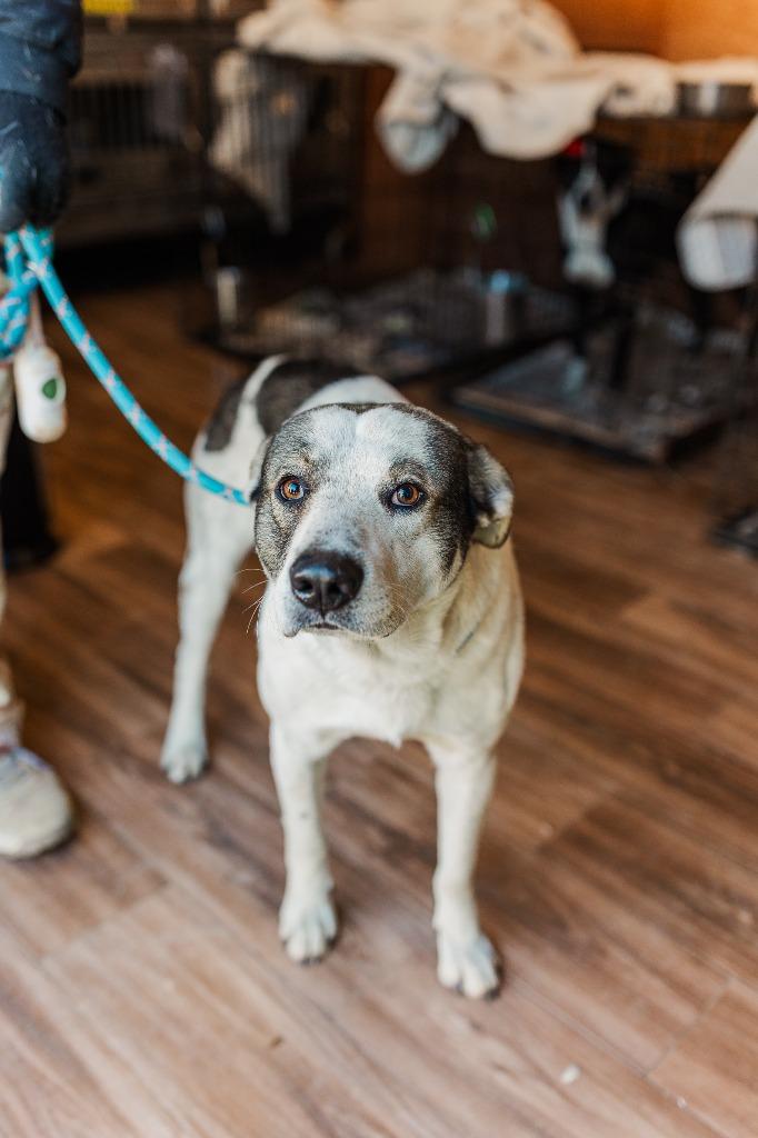 Enlarge Garth, a Adoptable mixed breed in Lawrenceburg, TN image 4/4