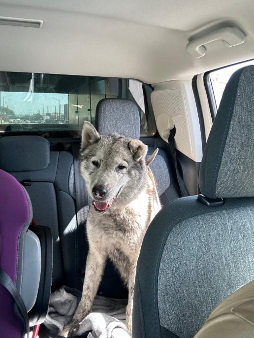 Wile, adopted, Adult Female Husky.