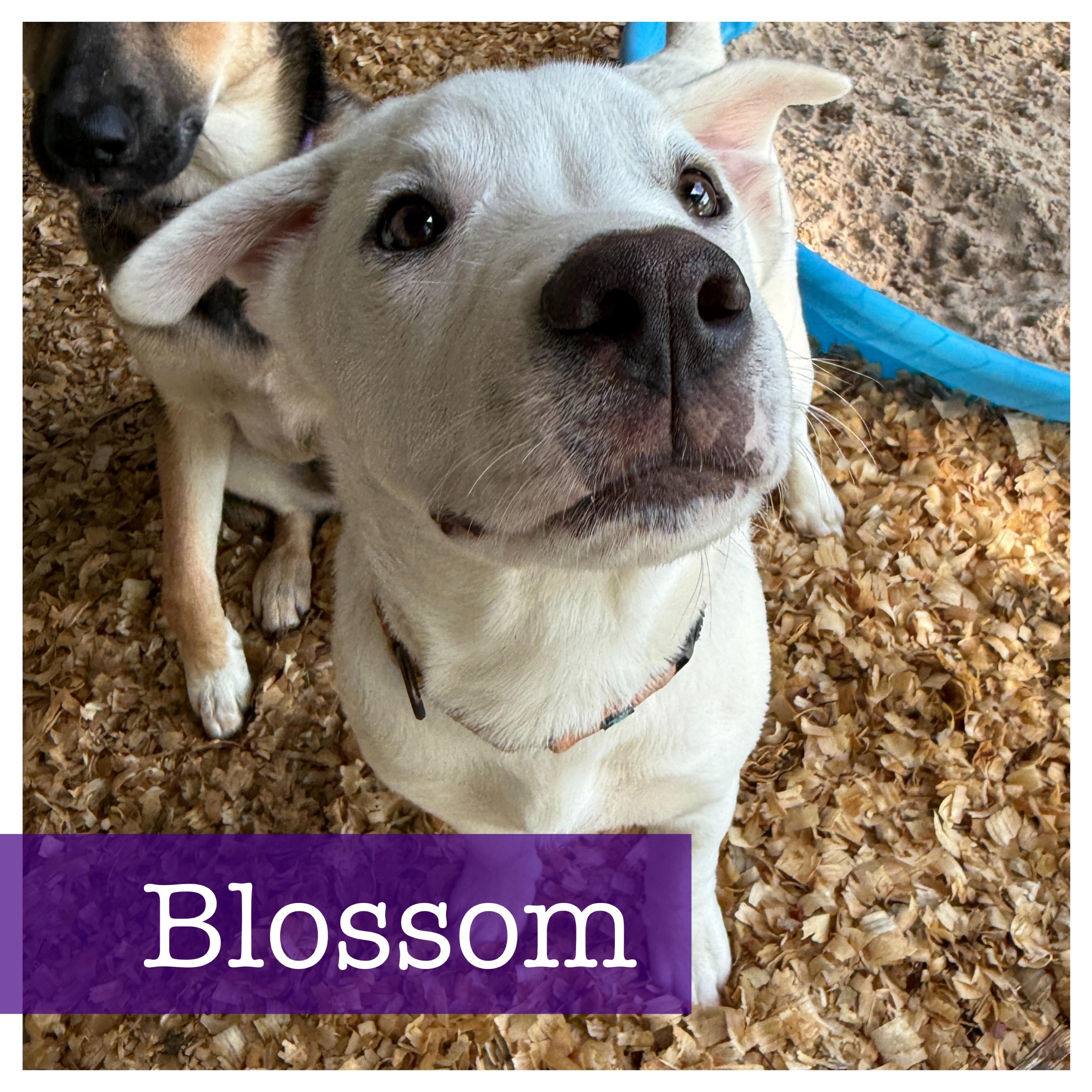 Blossom Labrador Retriever Dog