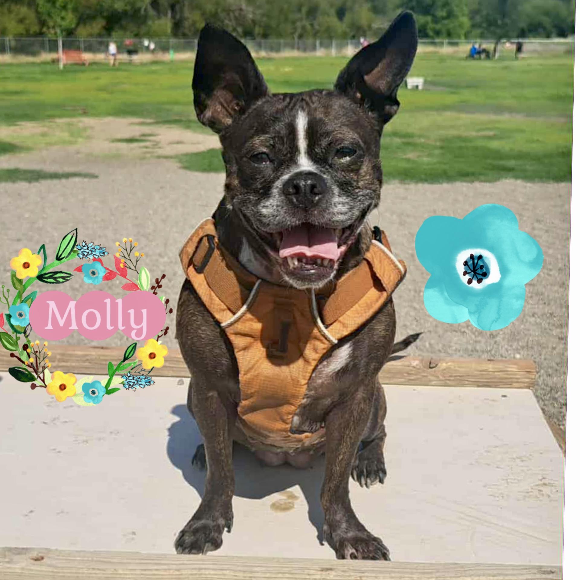 Molly, adopted, Adult Female Boston Terrier & Pug.