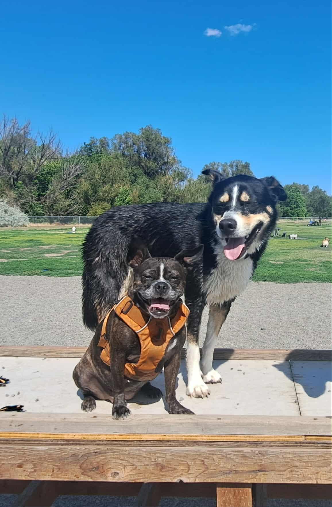 Enlarge Molly, an adopted mixed breed in Seattle, WA image 2/3