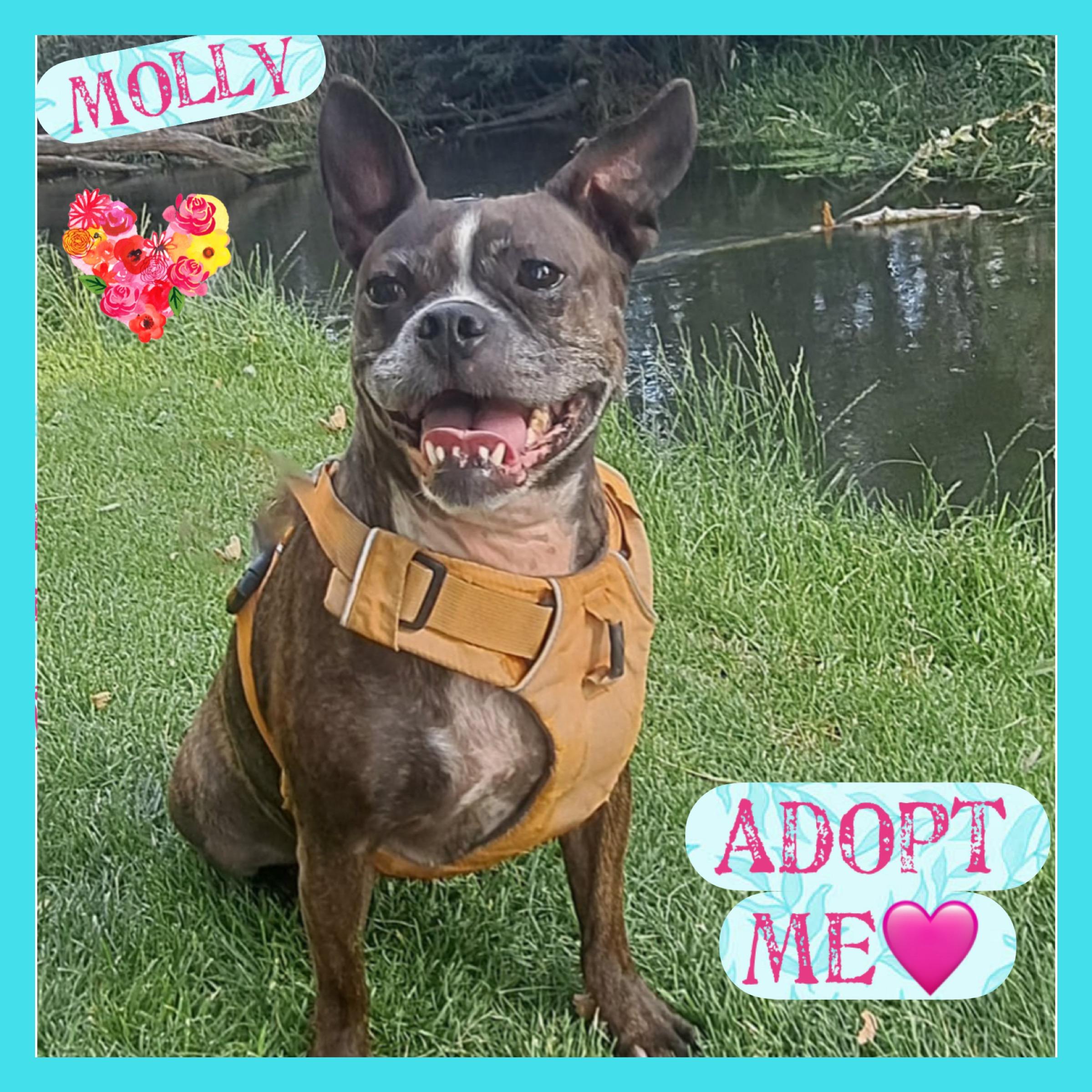 Enlarge Molly, an adopted mixed breed in Seattle, WA image 3/3