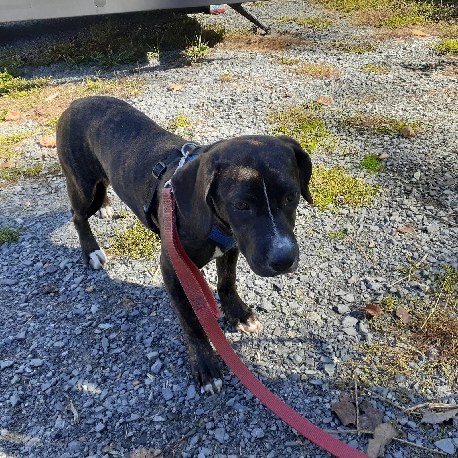 Enlarge Dinkles (4mo, 30lbs), a Adoptable Hound in Hinton, WV image 1/3