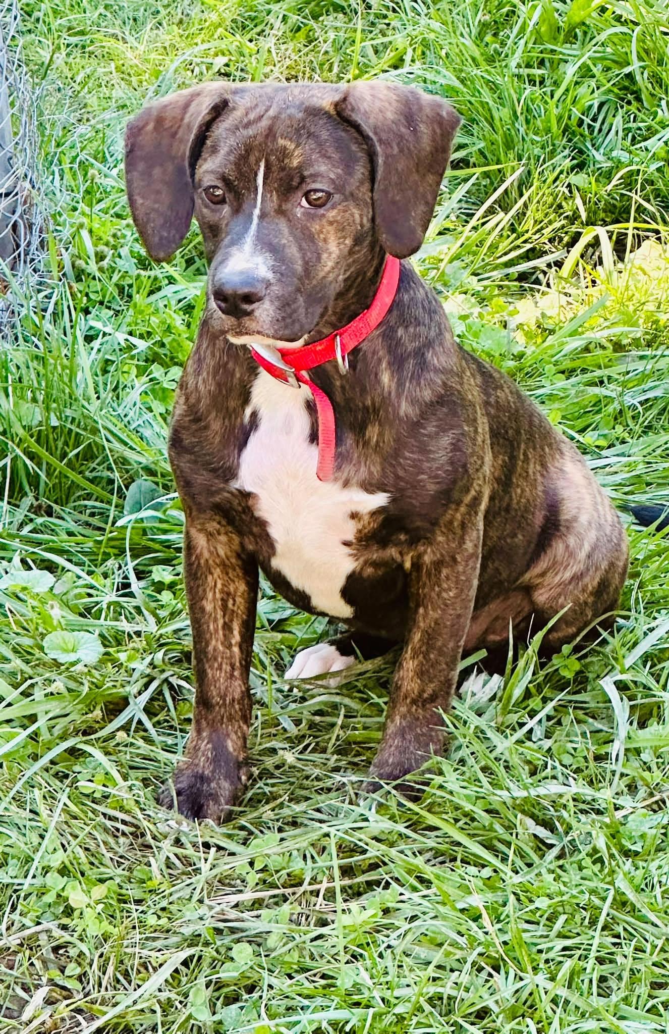 Enlarge Dinkles (4mo, 30lbs), a Adoptable Hound in Hinton, WV image 2/3