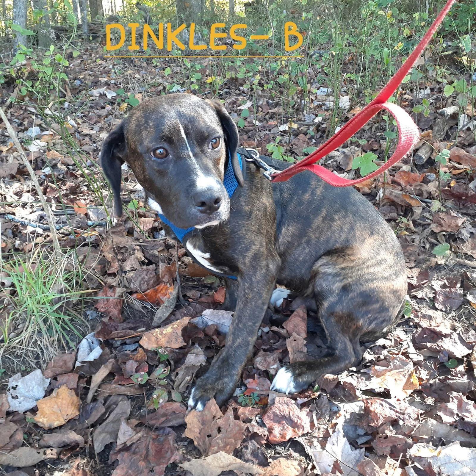 Enlarge Dinkles (4mo, 30lbs), a Adoptable Hound in Hinton, WV image 3/3