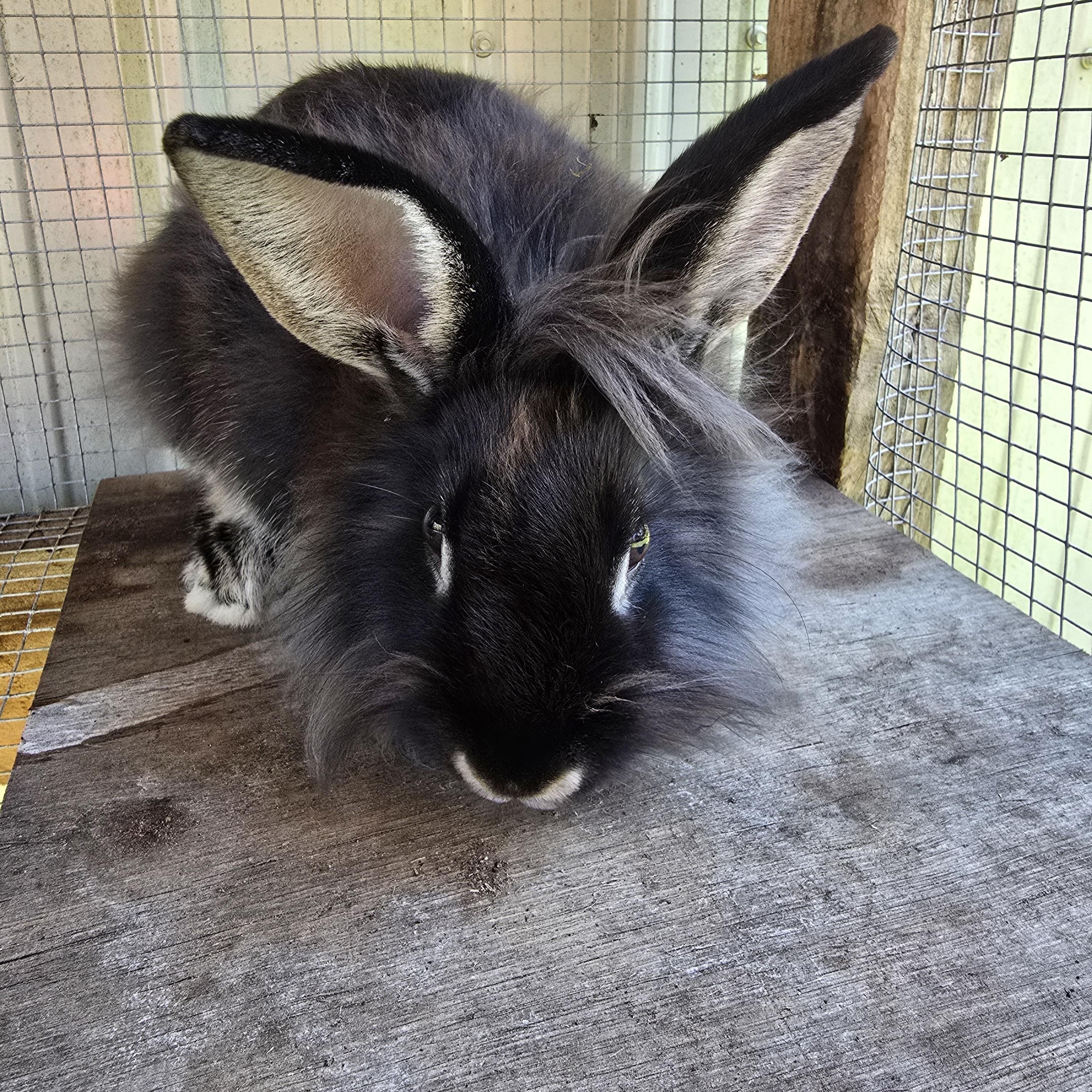 Cher, Adoptable, Adult Female Lionhead.