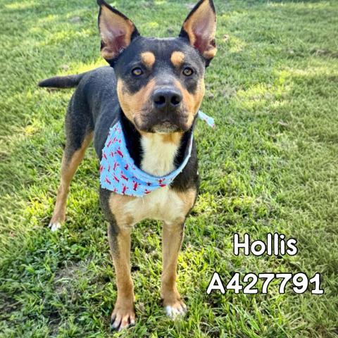 Enlarge HOLLIS, a Adoptable mixed breed in Conroe, TX image 1/1