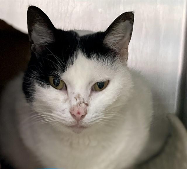 SWIRLS, Adoptable, Young Female Domestic Short Hair.