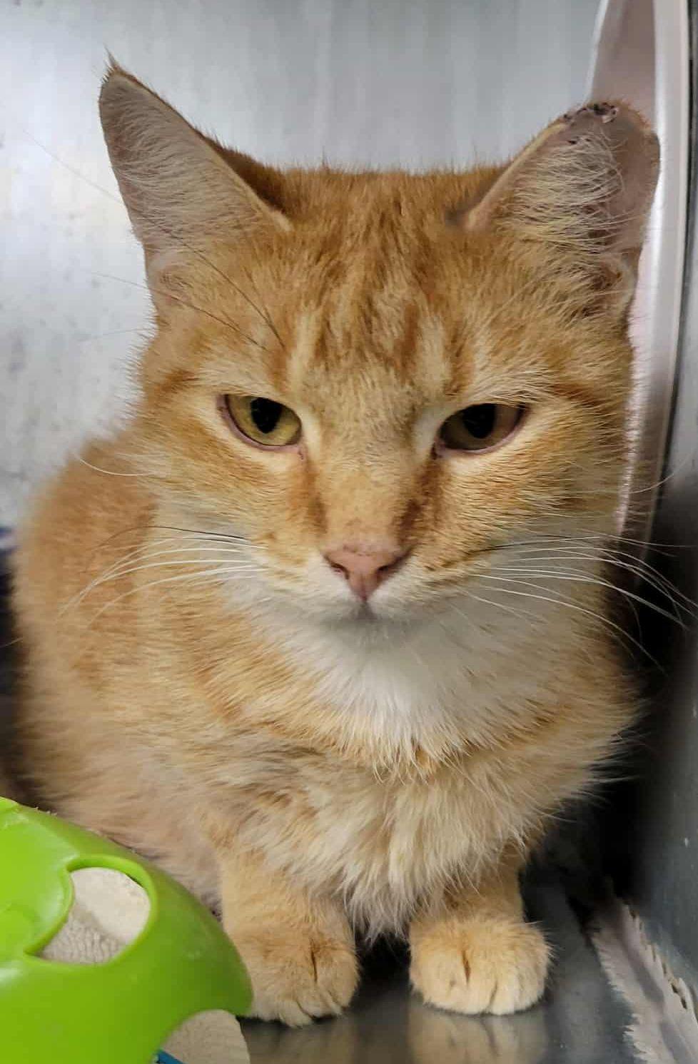 Ruby, a Adoptable Domestic Short Hair image 2/3