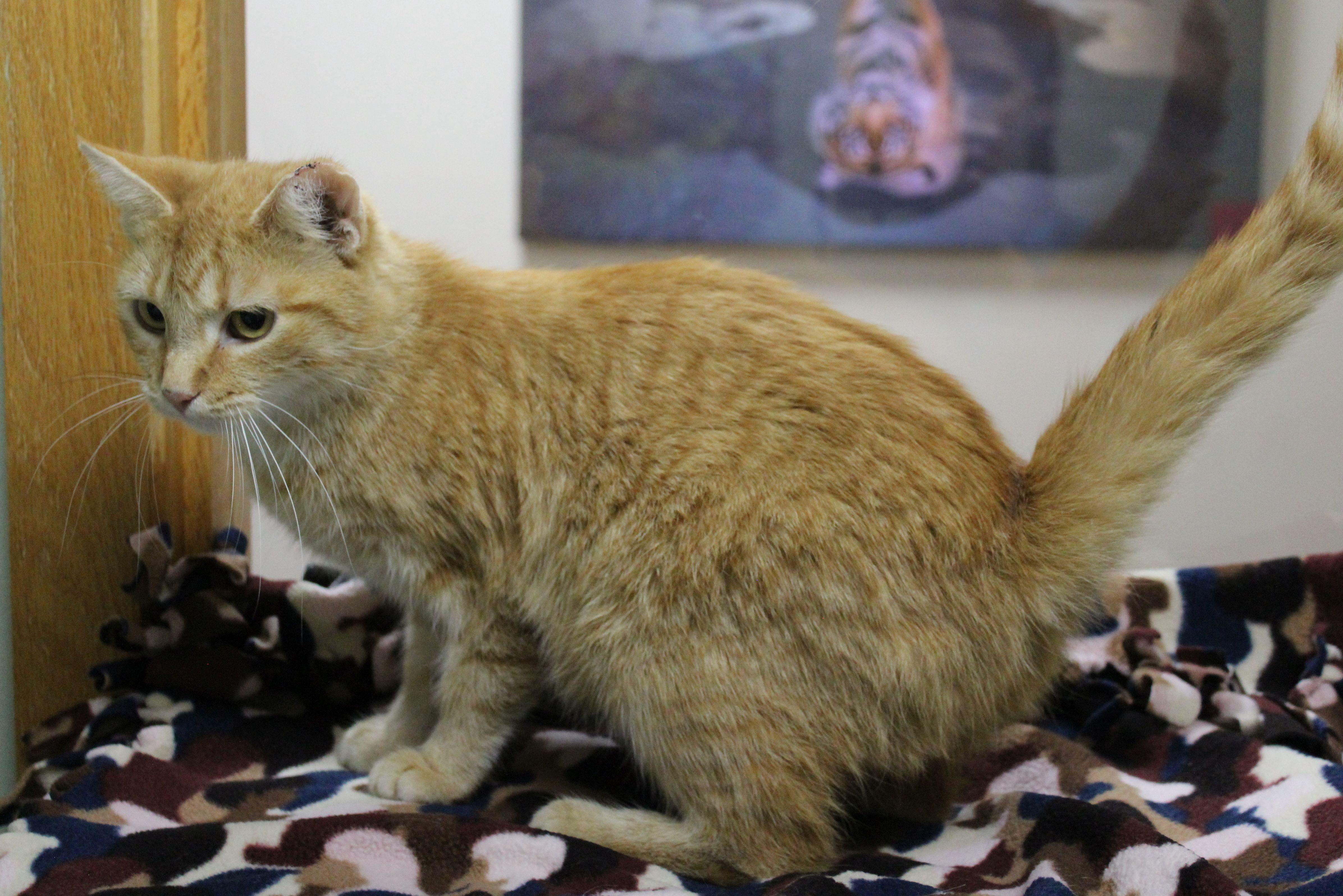 Ruby, a Adoptable Domestic Short Hair image 3/3