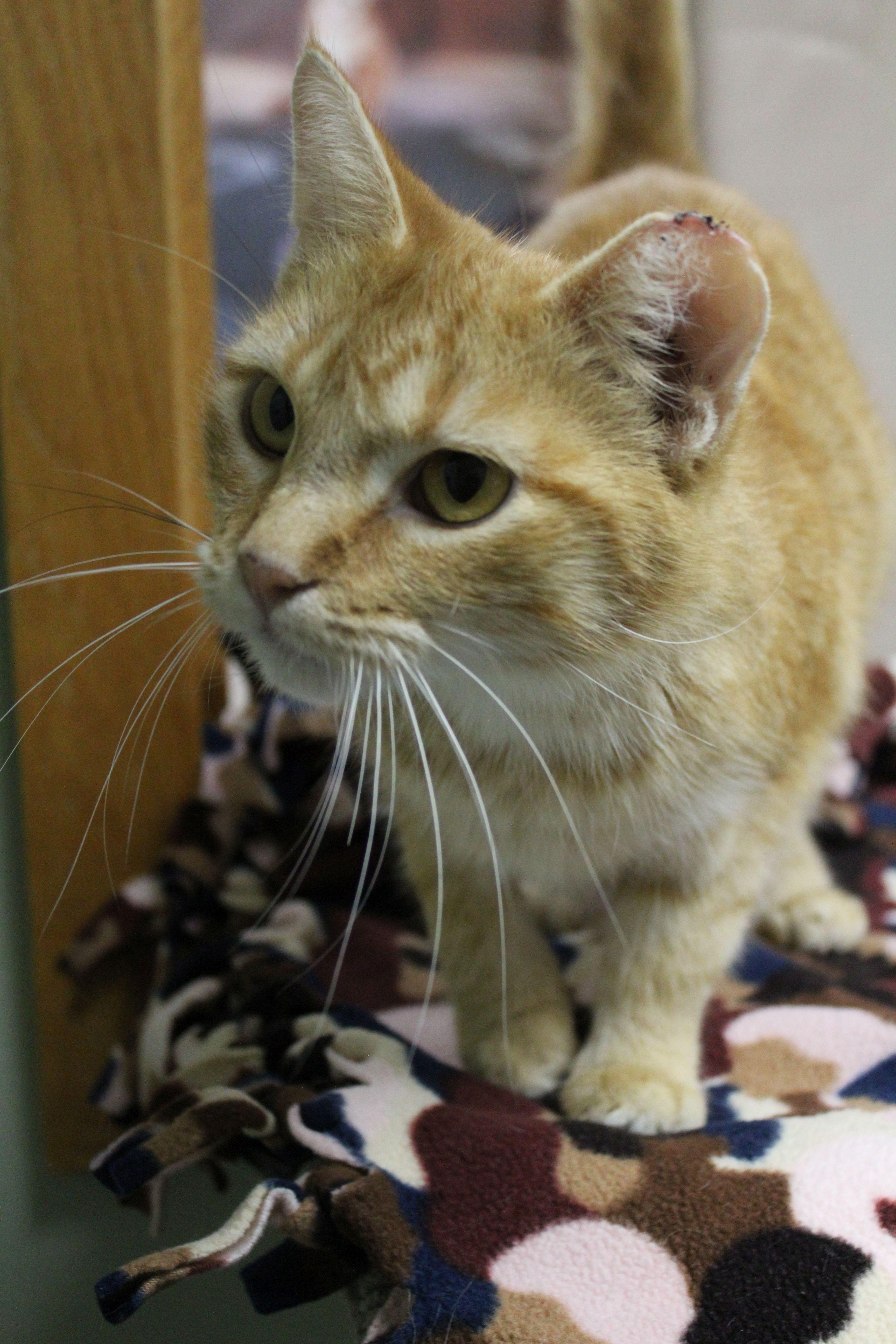 Ruby, a Adoptable Domestic Short Hair image 1/3