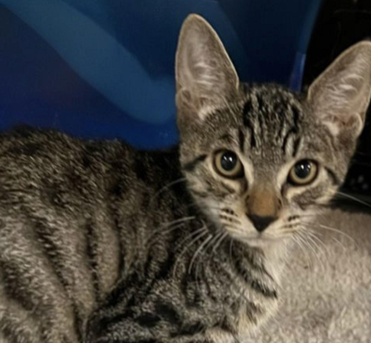 Teddie, Adopted, Kitten Male Domestic Short Hair.