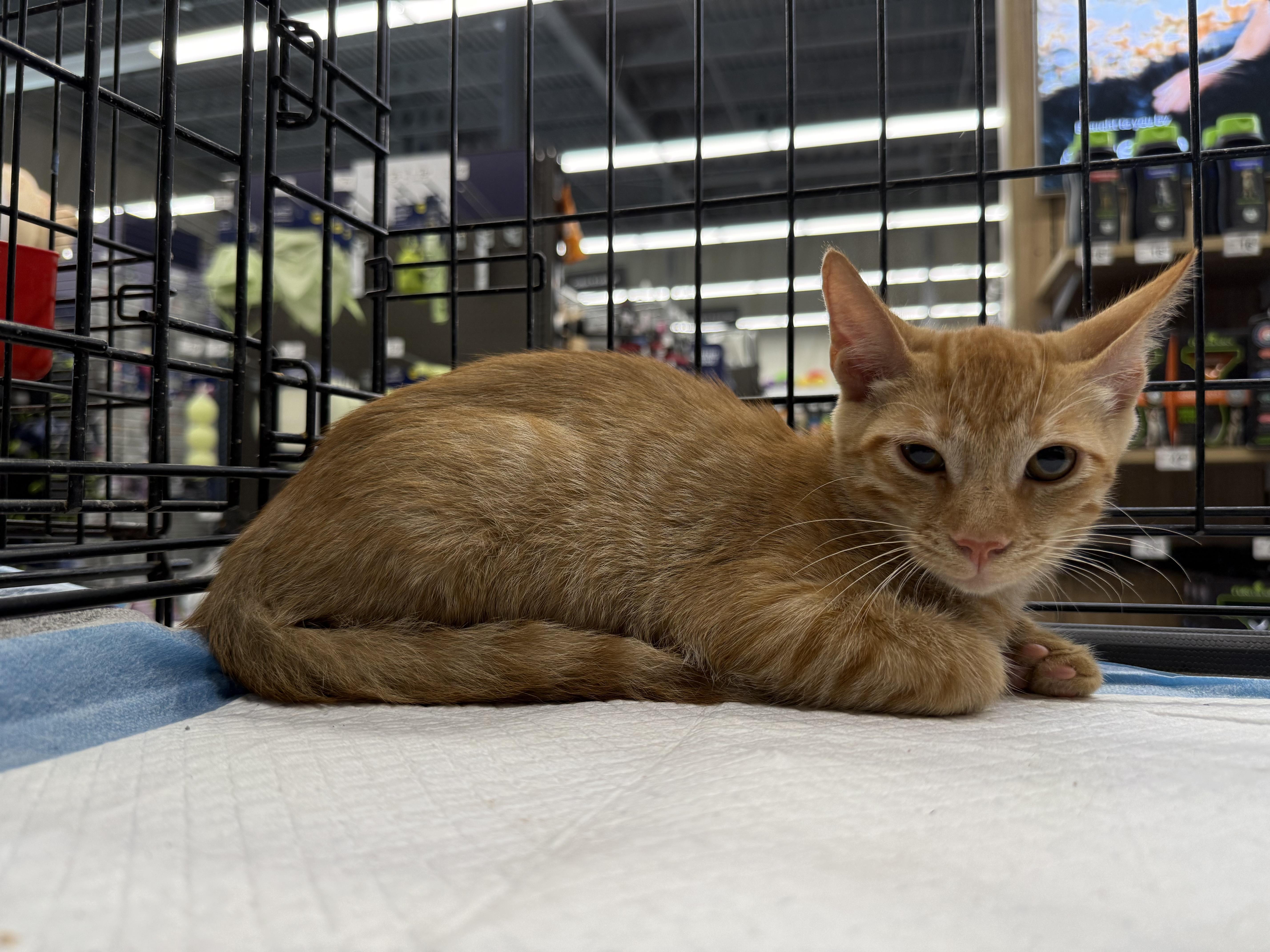 Enlarge Hammish, a Adoptable Domestic Short Hair in Intercession city , FL image 2/5