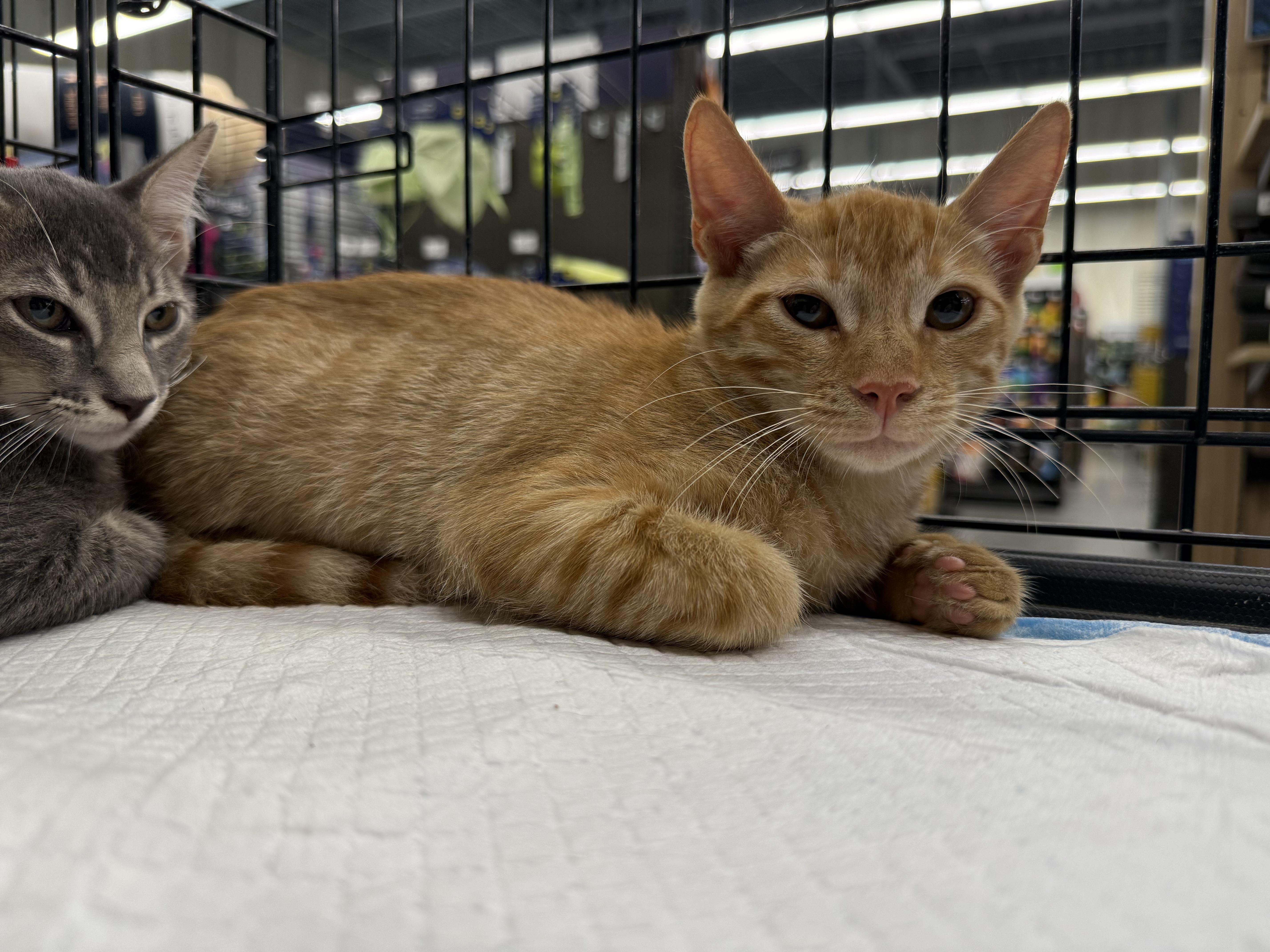 Enlarge Hammish, a Adoptable Domestic Short Hair in Intercession city , FL image 1/5