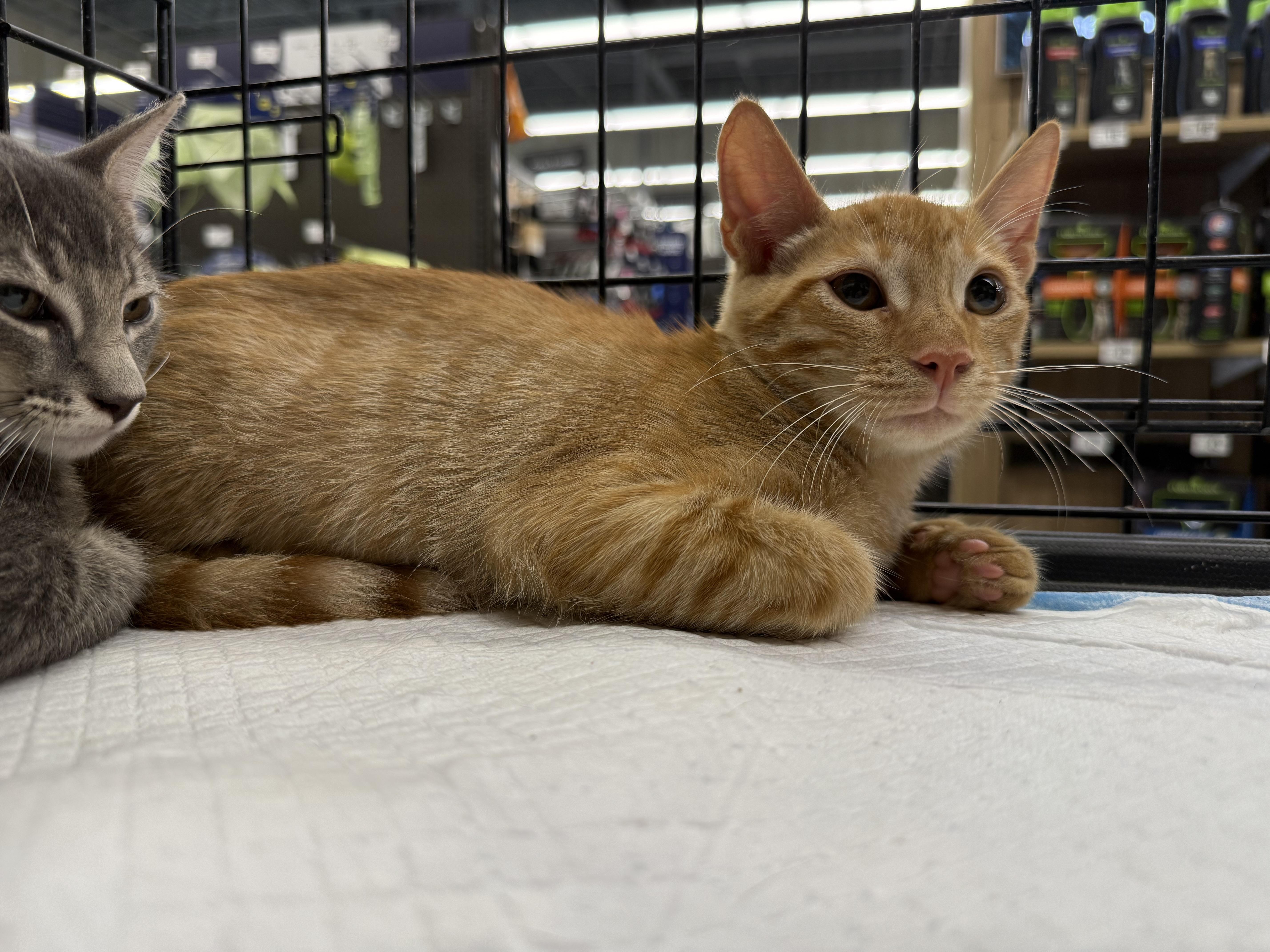 Enlarge Hammish, a Adoptable Domestic Short Hair in Intercession city , FL image 3/5