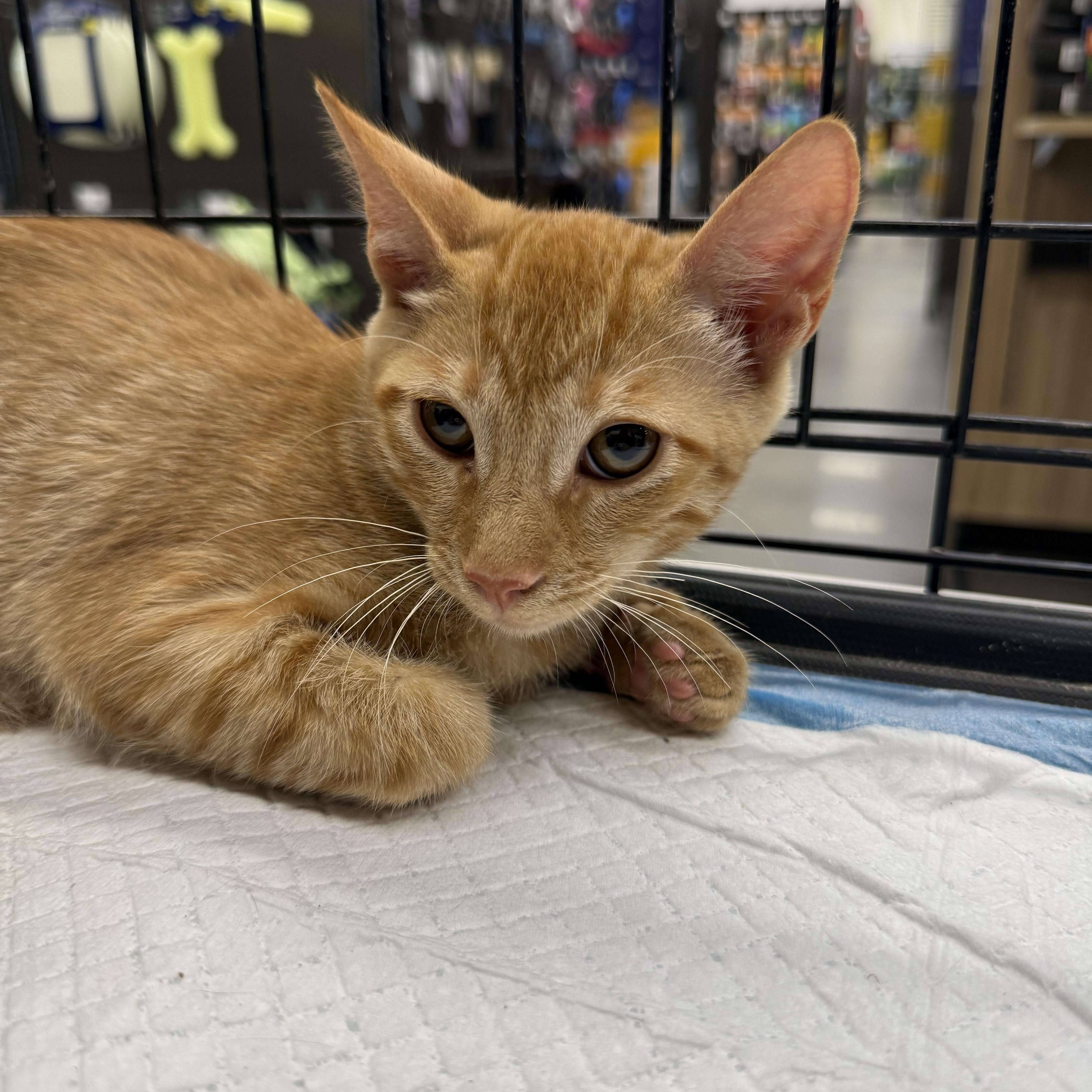 Enlarge Hammish, a Adoptable Domestic Short Hair in Intercession city , FL image 5/5