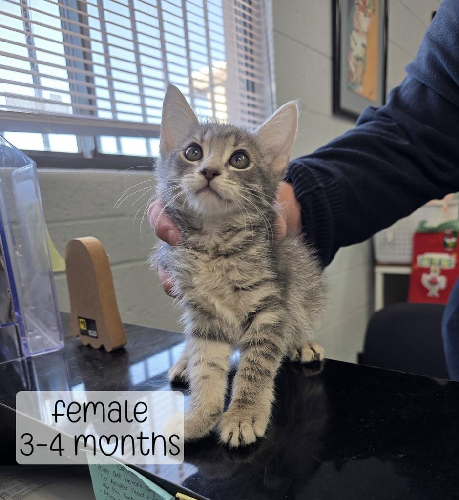 Darla, Adoptable, Kitten Female Domestic Medium Hair.