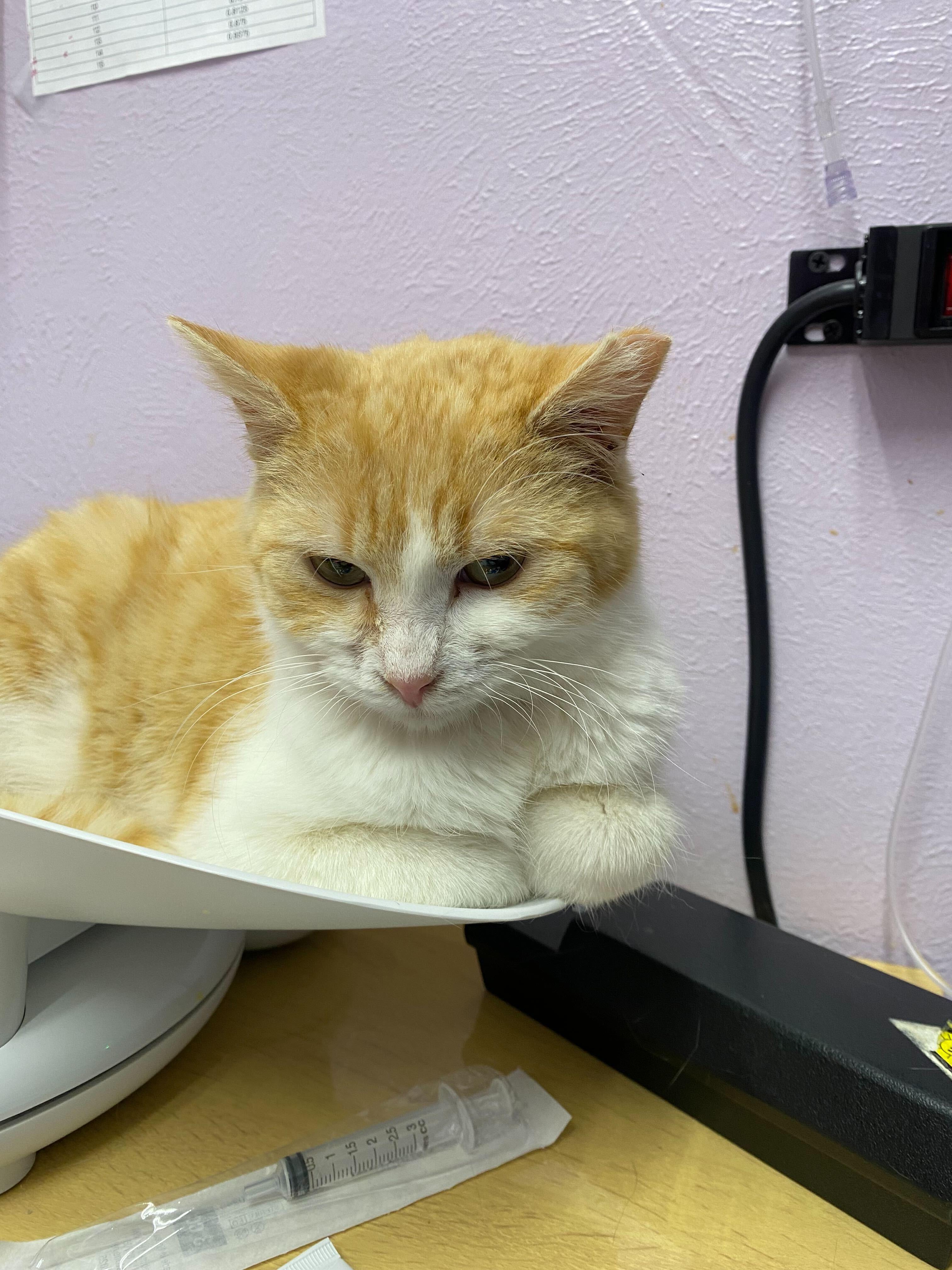 Priscilla, Adoptable, Young Female Domestic Short Hair.