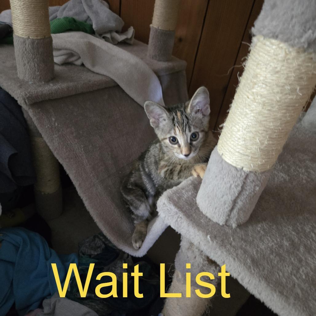 Enlarge Ora, a Adoptable American Shorthair in Livingston, TX image 1/1
