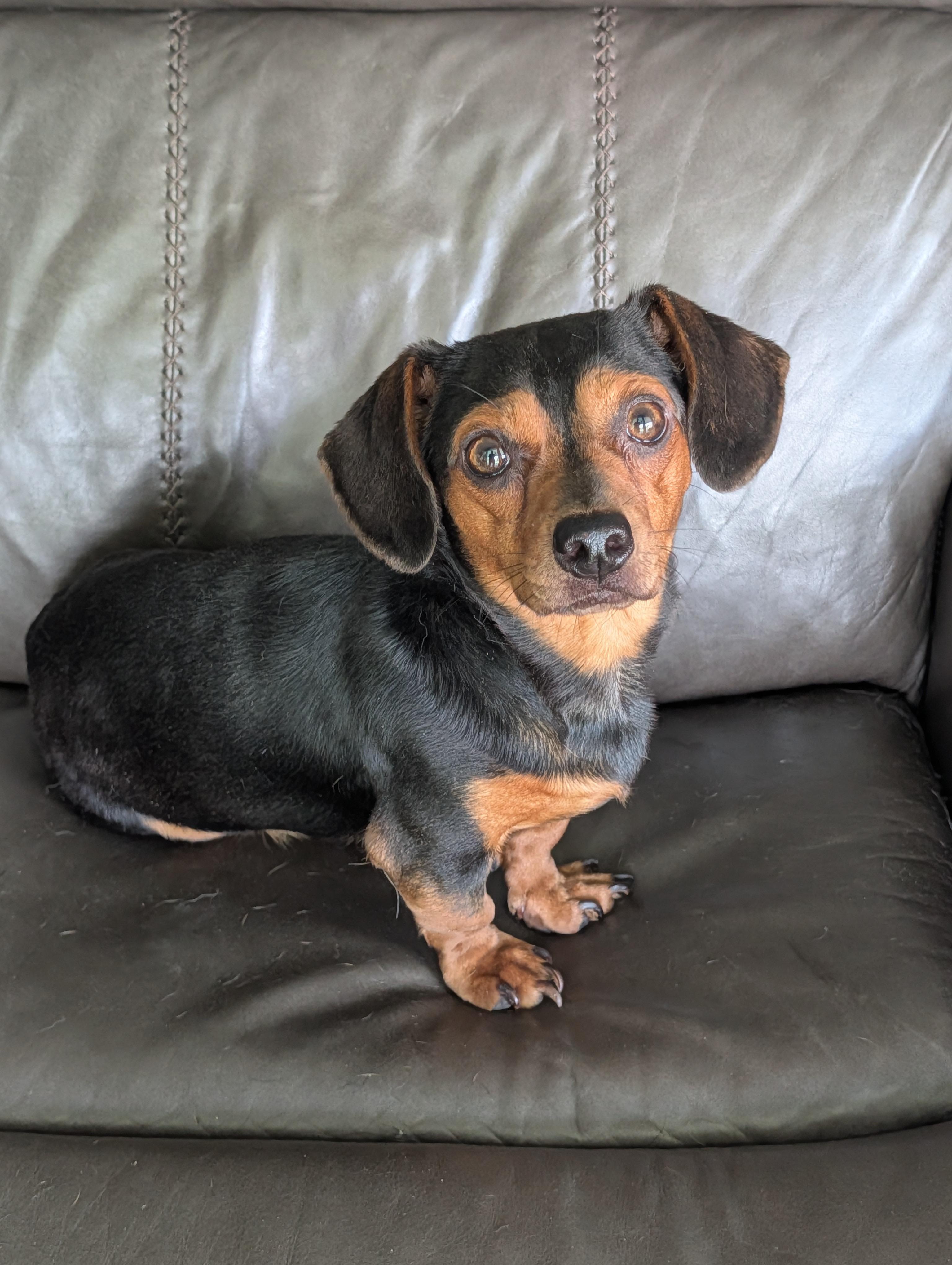 Bones, a Adoptable mixed breed in Baton Rouge, LA image 1/6