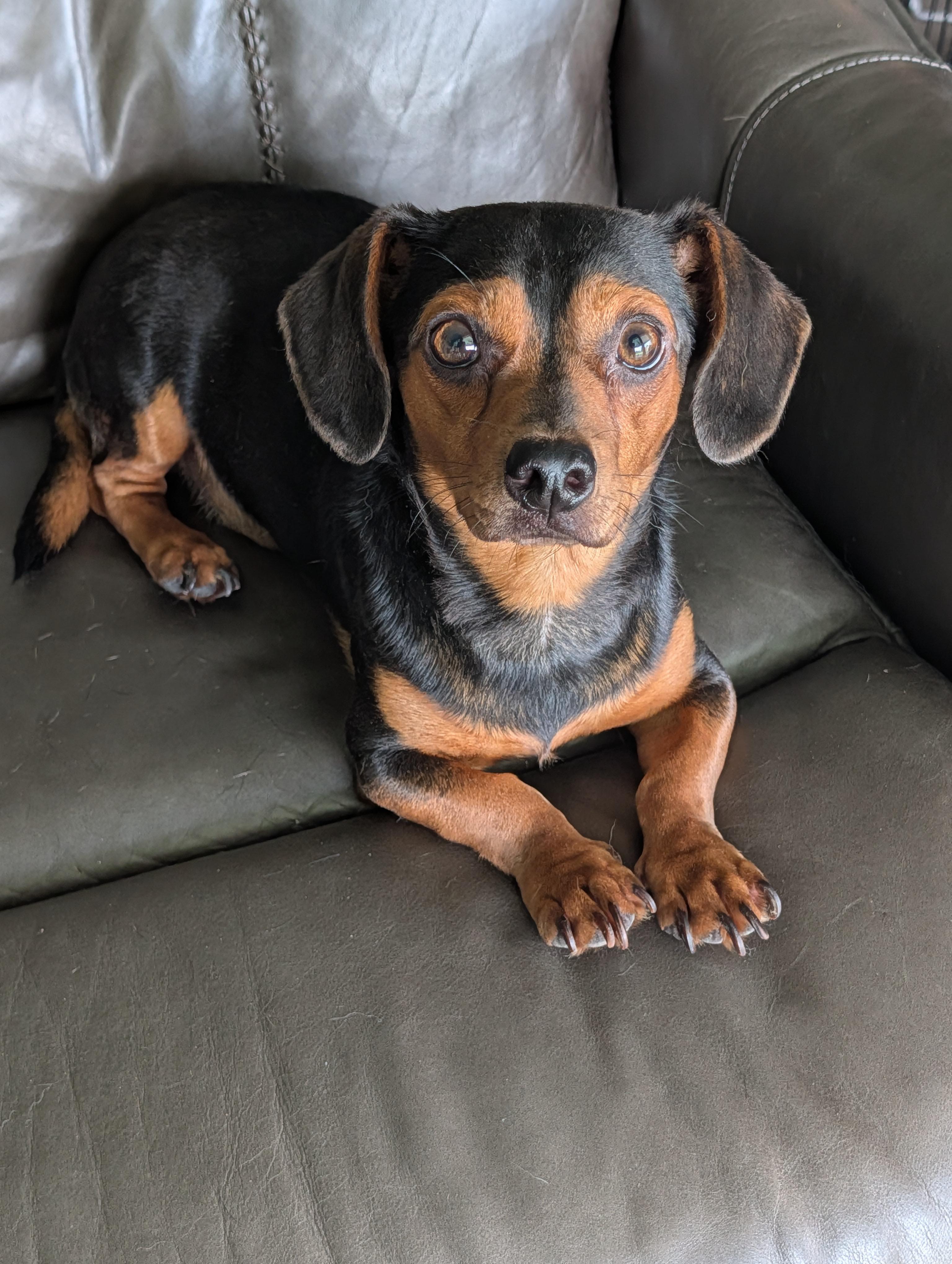 Bones, a Adoptable mixed breed in Baton Rouge, LA image 5/6